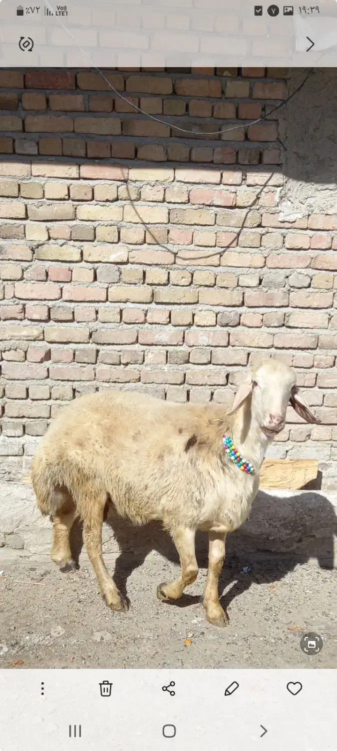 بره نر|حیوانات مزرعه|سیلاخور, |دیوار