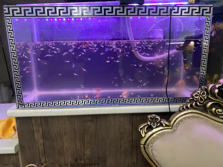 آکواریوم با کل لوازم و ماهی|ماهی|هشتگرد, فاز ۳ مهستان|دیوار