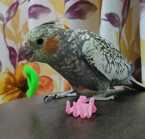 گلی خانم|پرنده|رشت, معلم|دیوار