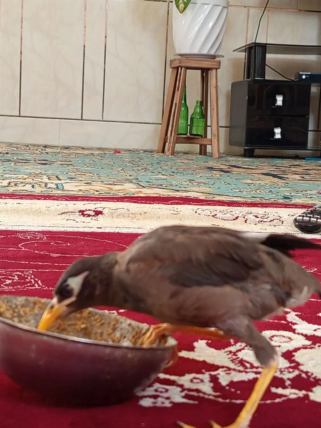 مرغ مینا|پرنده|مرودشت, ژیان|دیوار