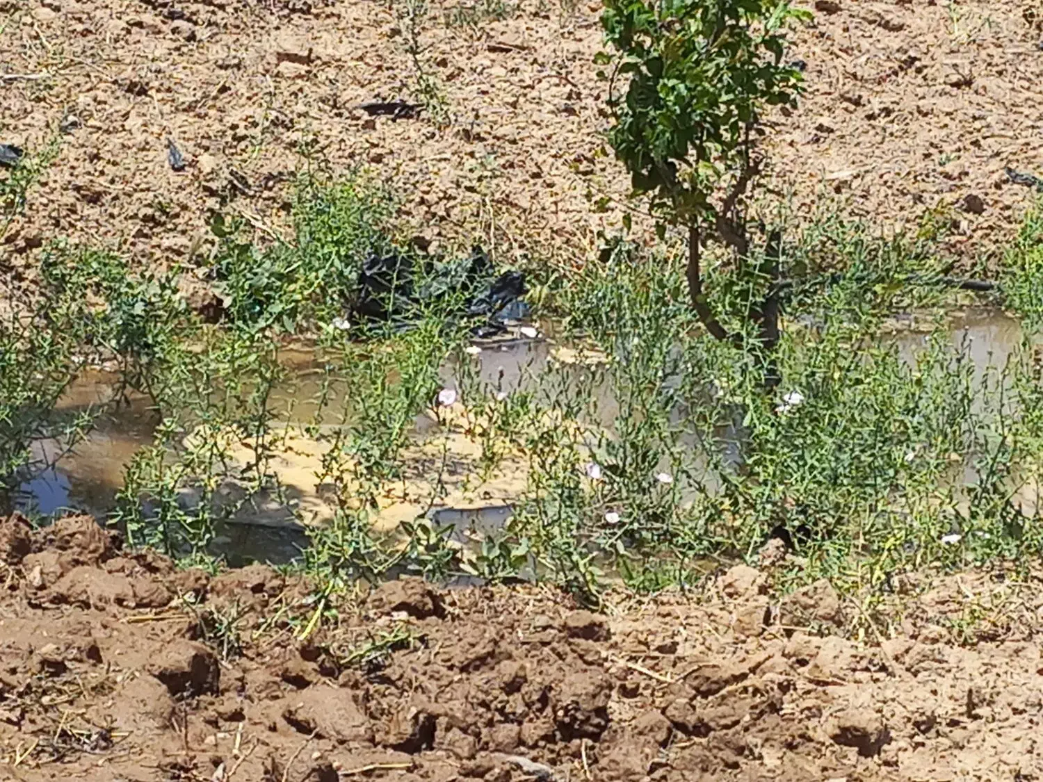 اجاره زمین کشاورزی|اجارهٔ دفتر صنعتی، کشاورزی، تجاری|اسحاق آباد, |دیوار