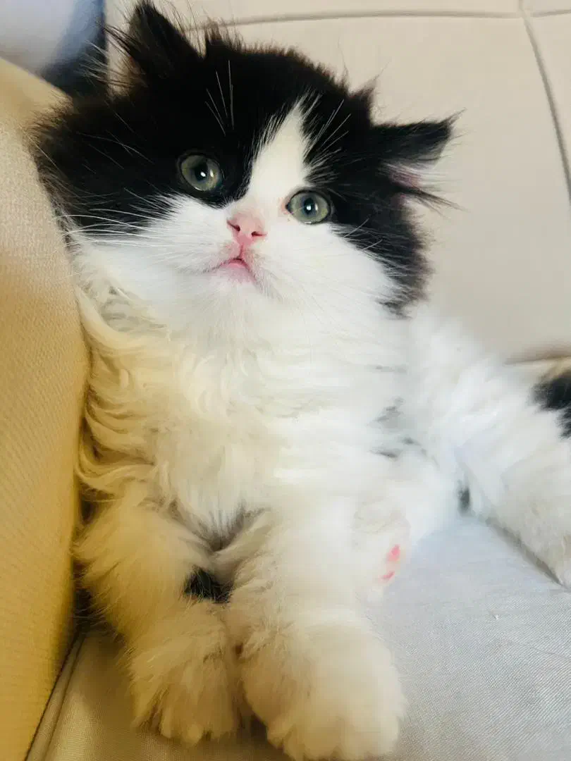 گربه|گربه|بانه, |دیوار