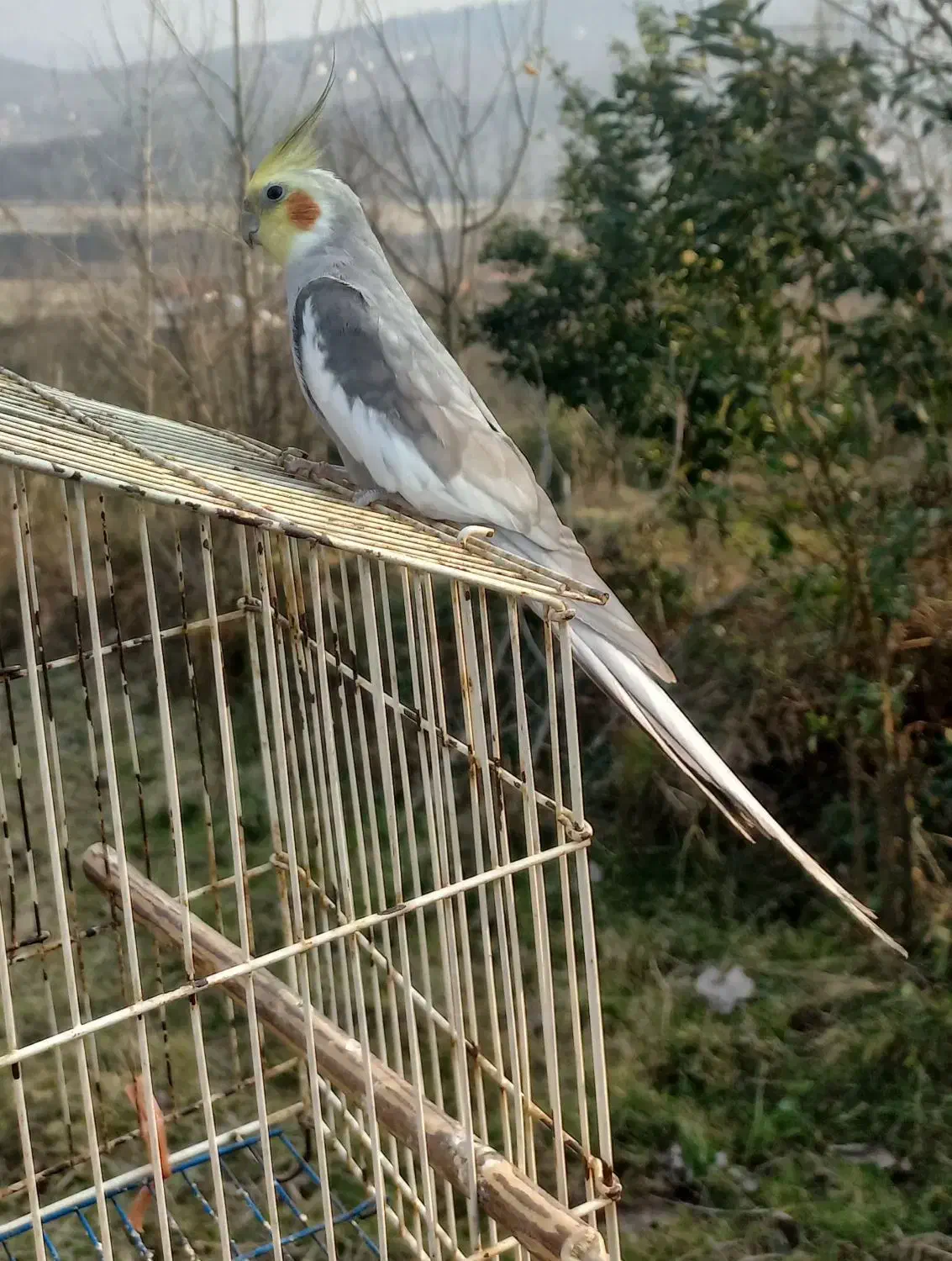 مرغ عشق بالغ و عروس هلندی بالغ|پرنده|اطاقور, |دیوار