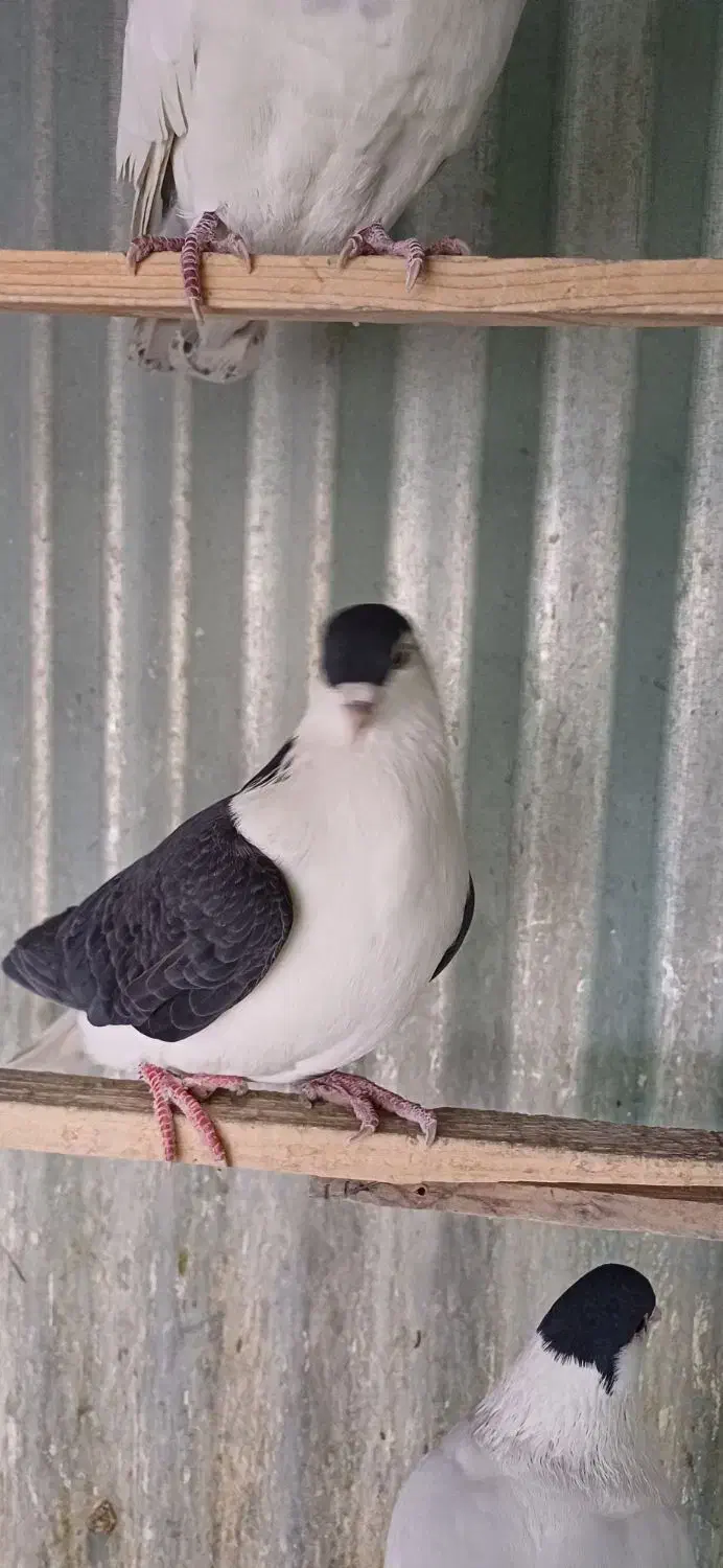 کبوتر چادری شصتی|پرنده|تهران, دولتخواه شمالی|دیوار