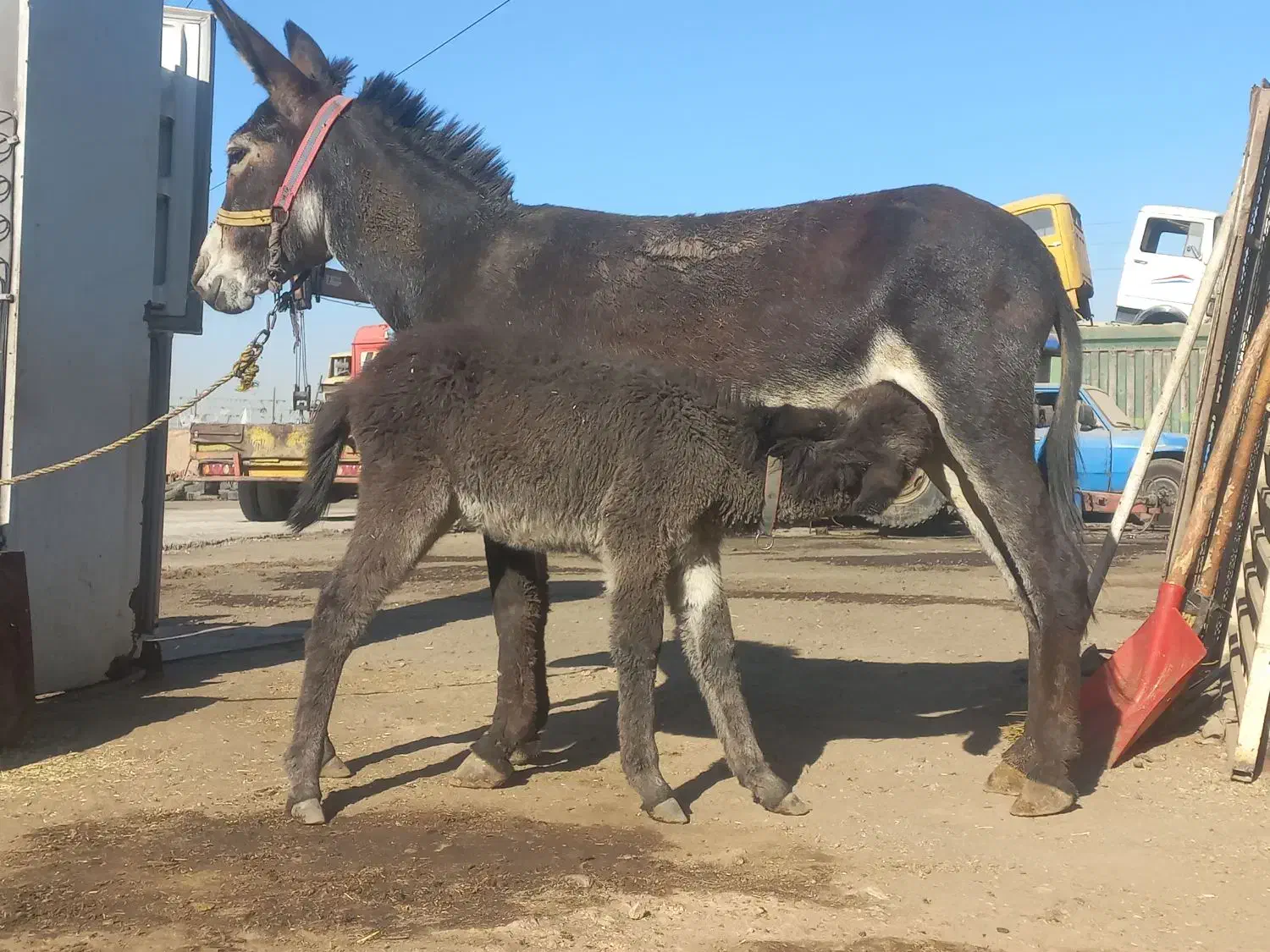 الاغ گله ای باکره ماده|حیوانات مزرعه|ری, بی‌بی شهر بانو|دیوار