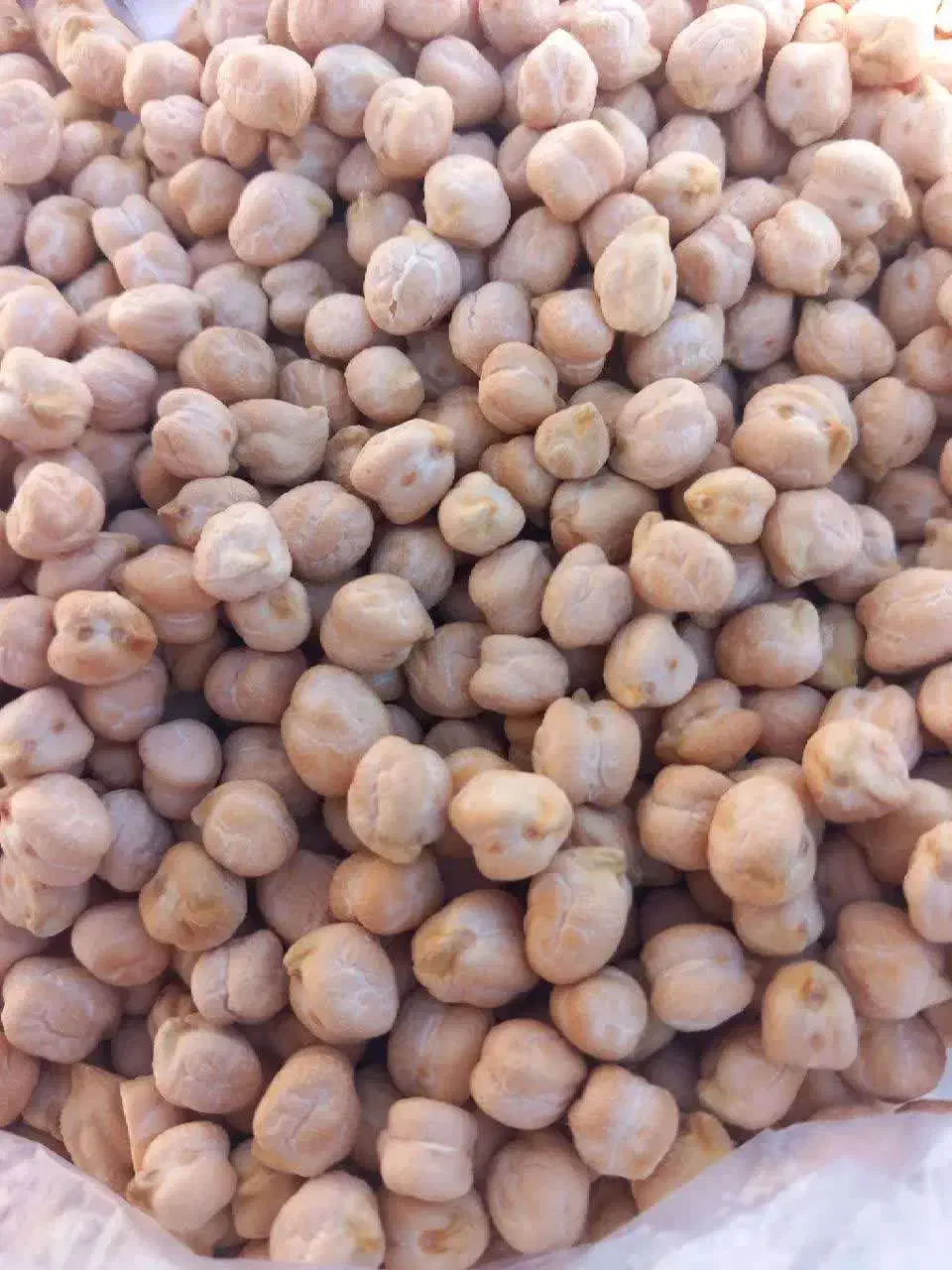 نخود درشت|گل و گیاه طبیعی|بزینه رود, |دیوار