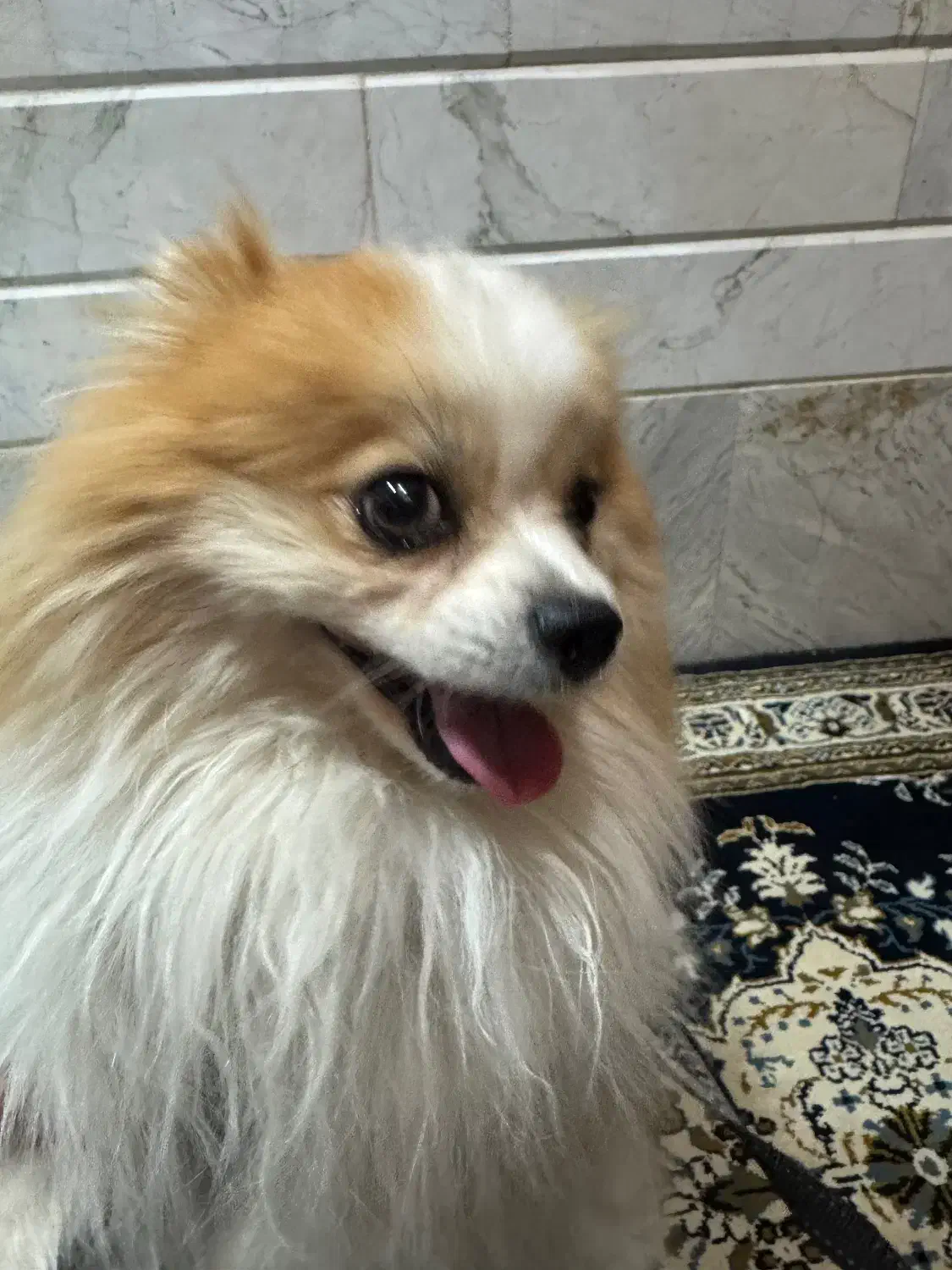 سگ پامر|سگ|قم, انصار‌الحسین|دیوار