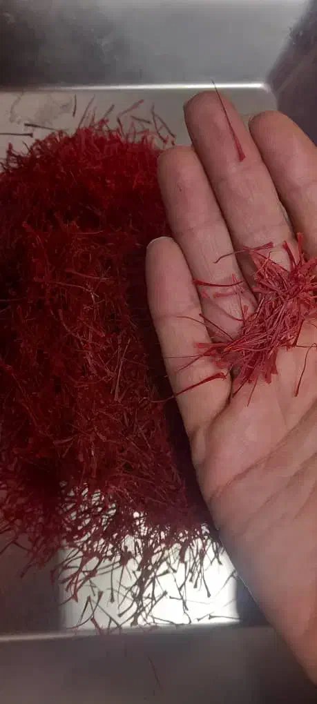 زعفران برداشت امسال|خوردنی و آشامیدنی|لامرد, |دیوار