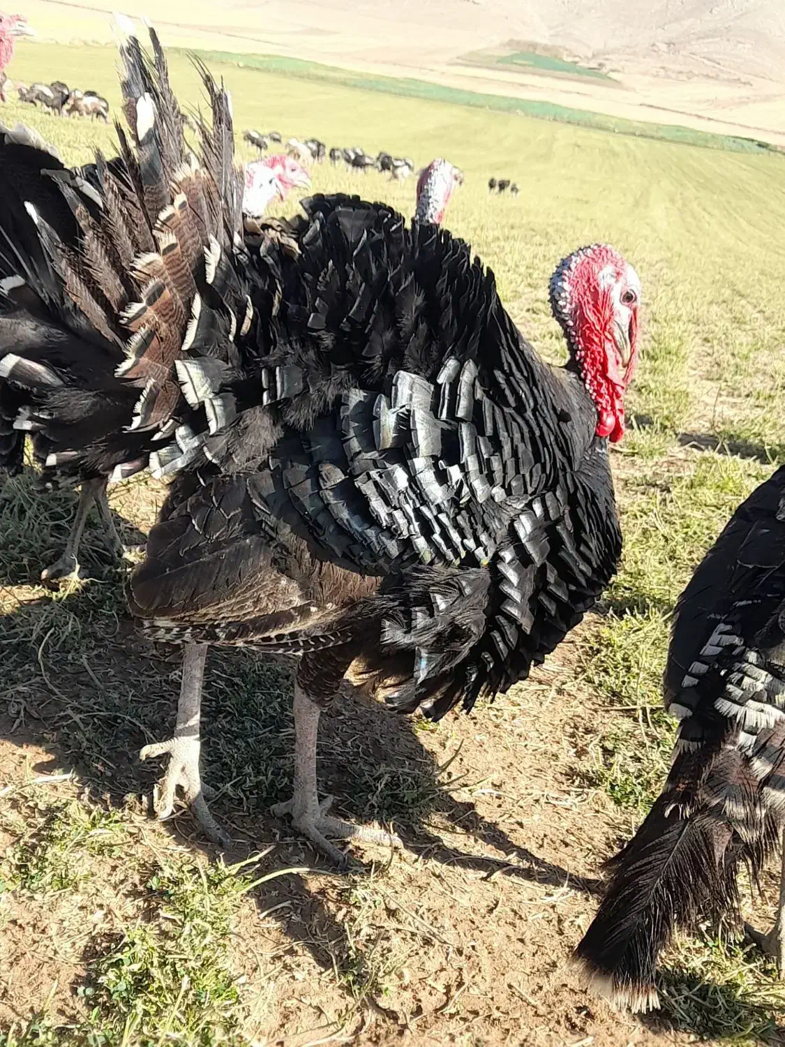 بوقلمون برنز و بوربون|حیوانات مزرعه|کوهدشت, |دیوار