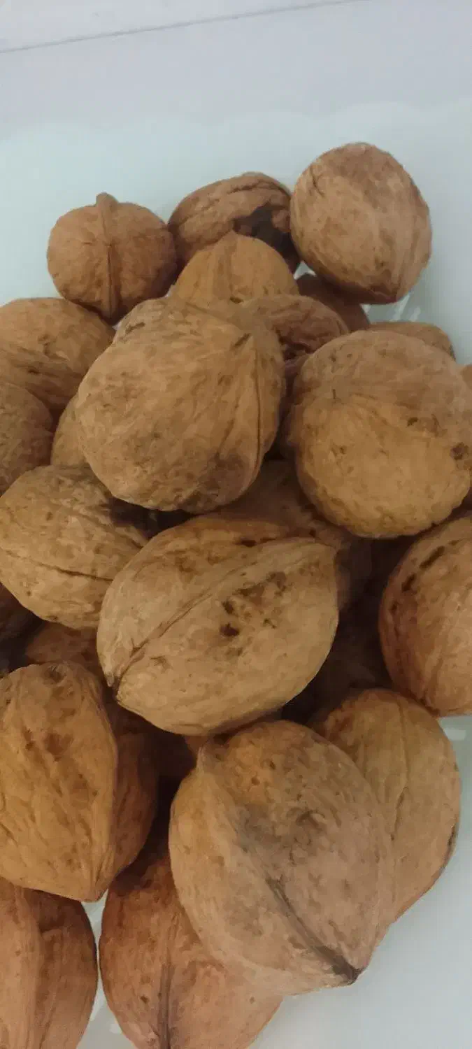 گردوکاغذی|خوردنی و آشامیدنی|اسلامشهر, شهرک فرهنگیان|دیوار