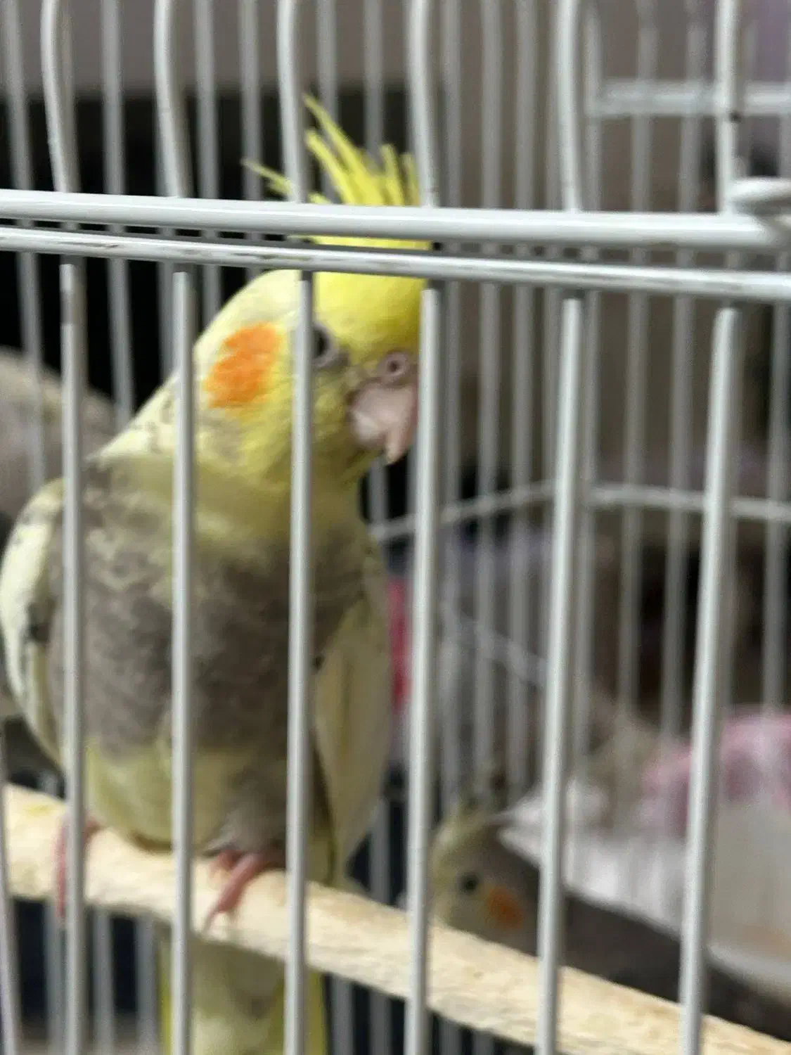 عروس هلندی|پرنده|تهران, تهرانپارس جنوبی|دیوار