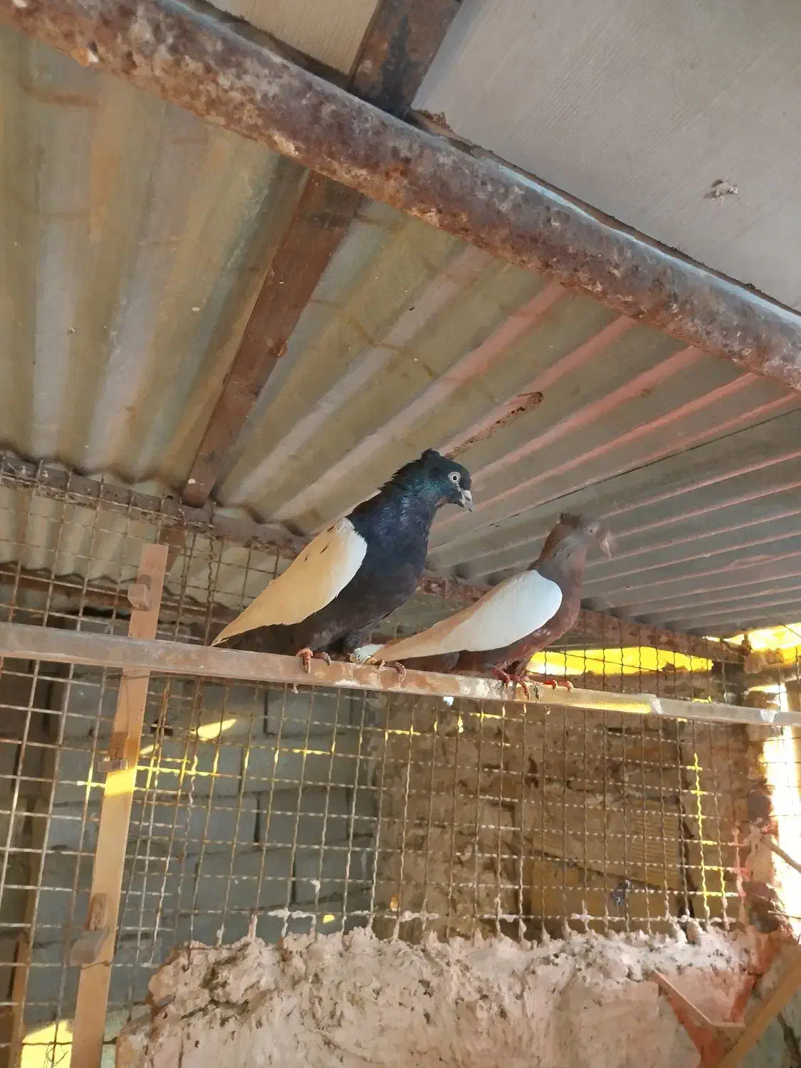 رنگه جفتگاه|پرنده|مشهد, ویلاشهر|دیوار