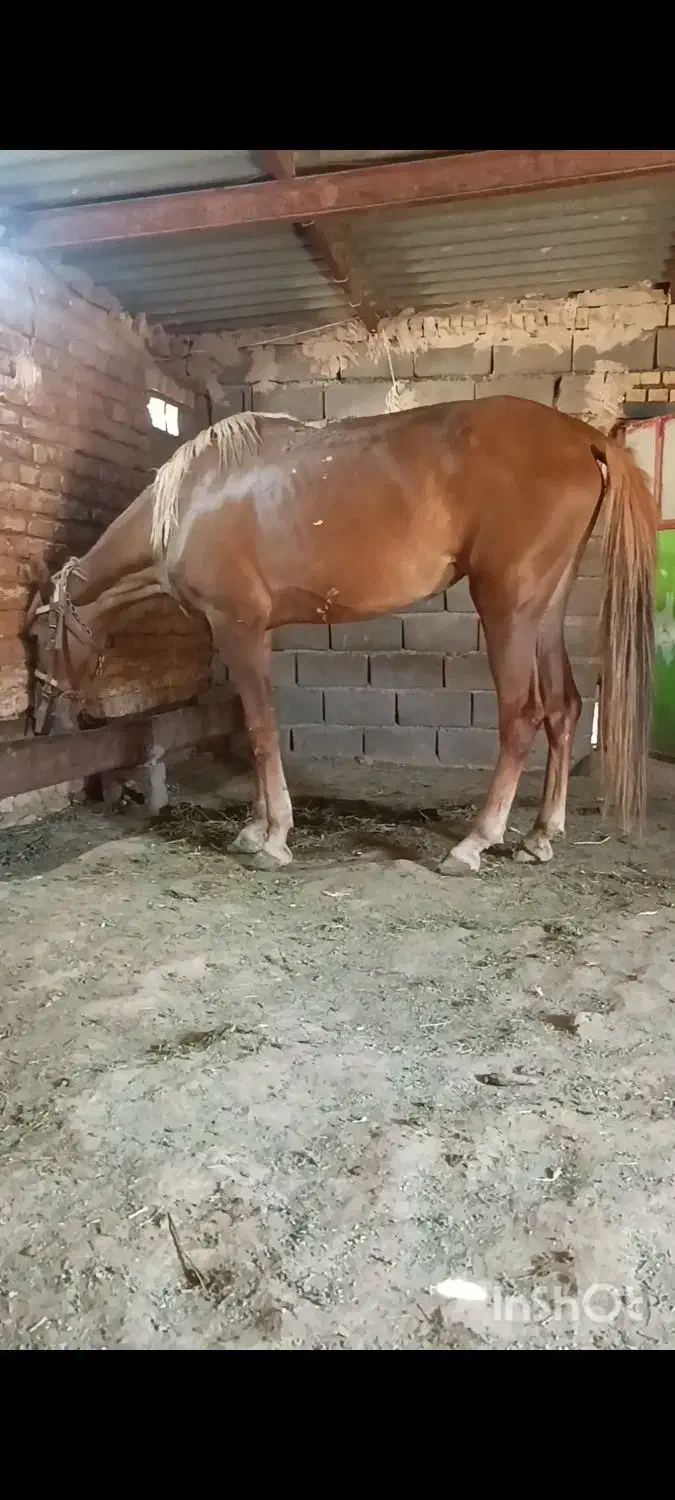 اسب|اسب و تجهیزات اسبسواری|تربت جام, میان جام|دیوار