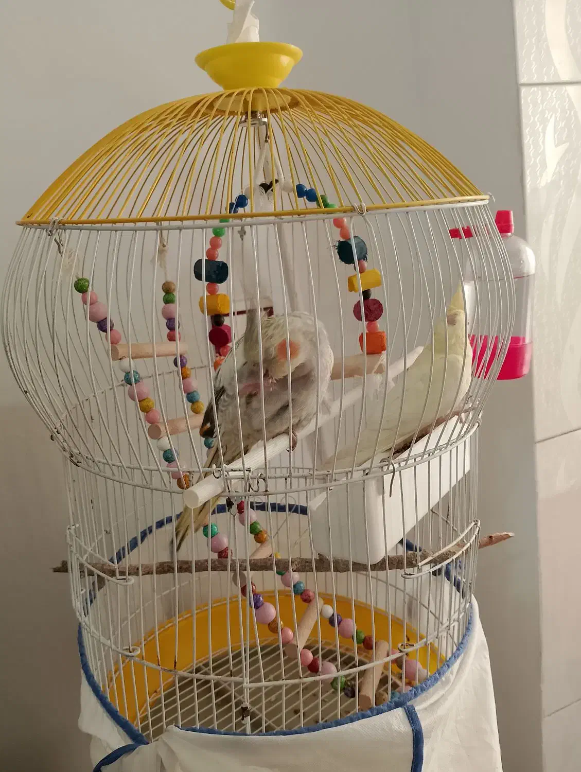 پرنده|پرنده|رباط‌کریم, رباط‌کریم|دیوار