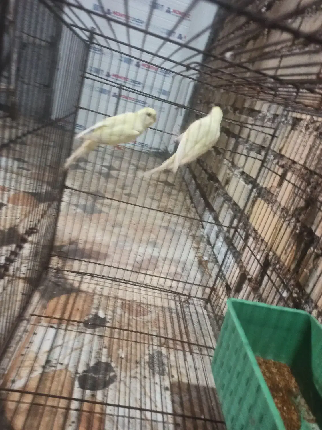 مرغ عشق هلندی لیمویی|پرنده|باوی, |دیوار