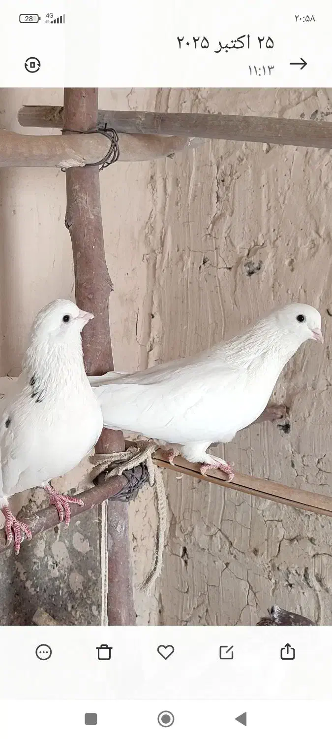 کبوتر پرشی|پرنده|قم, شهرک قدس|دیوار