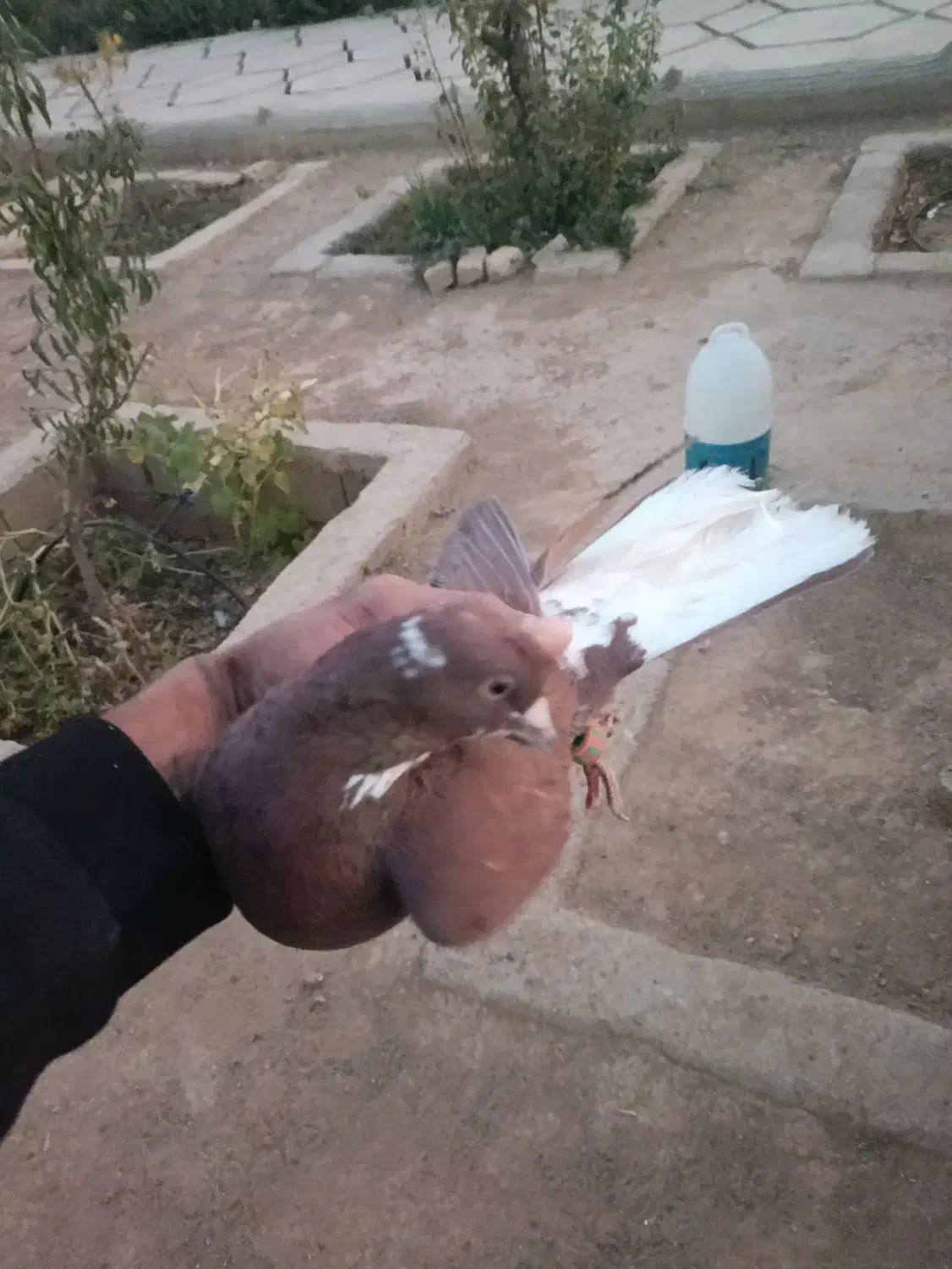 کفتر|پرنده|شیراز, گویم|دیوار