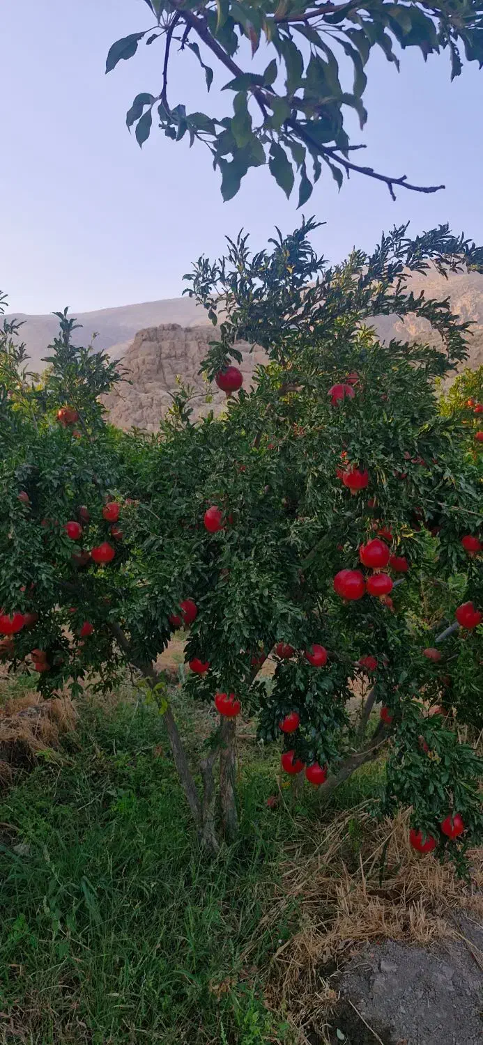 انار|خوردنی و آشامیدنی|بختگان, |دیوار