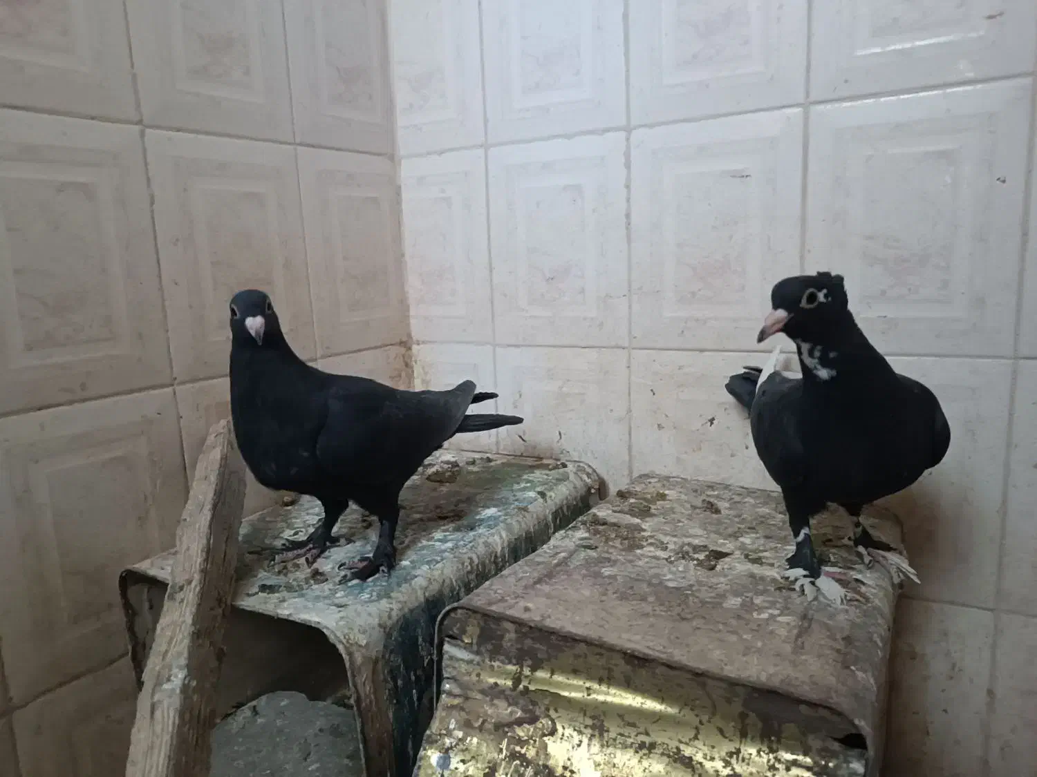 پلنگ،کلاغ،زاغ دمسفید کلاهی کفتر|پرنده|کرمان, |دیوار