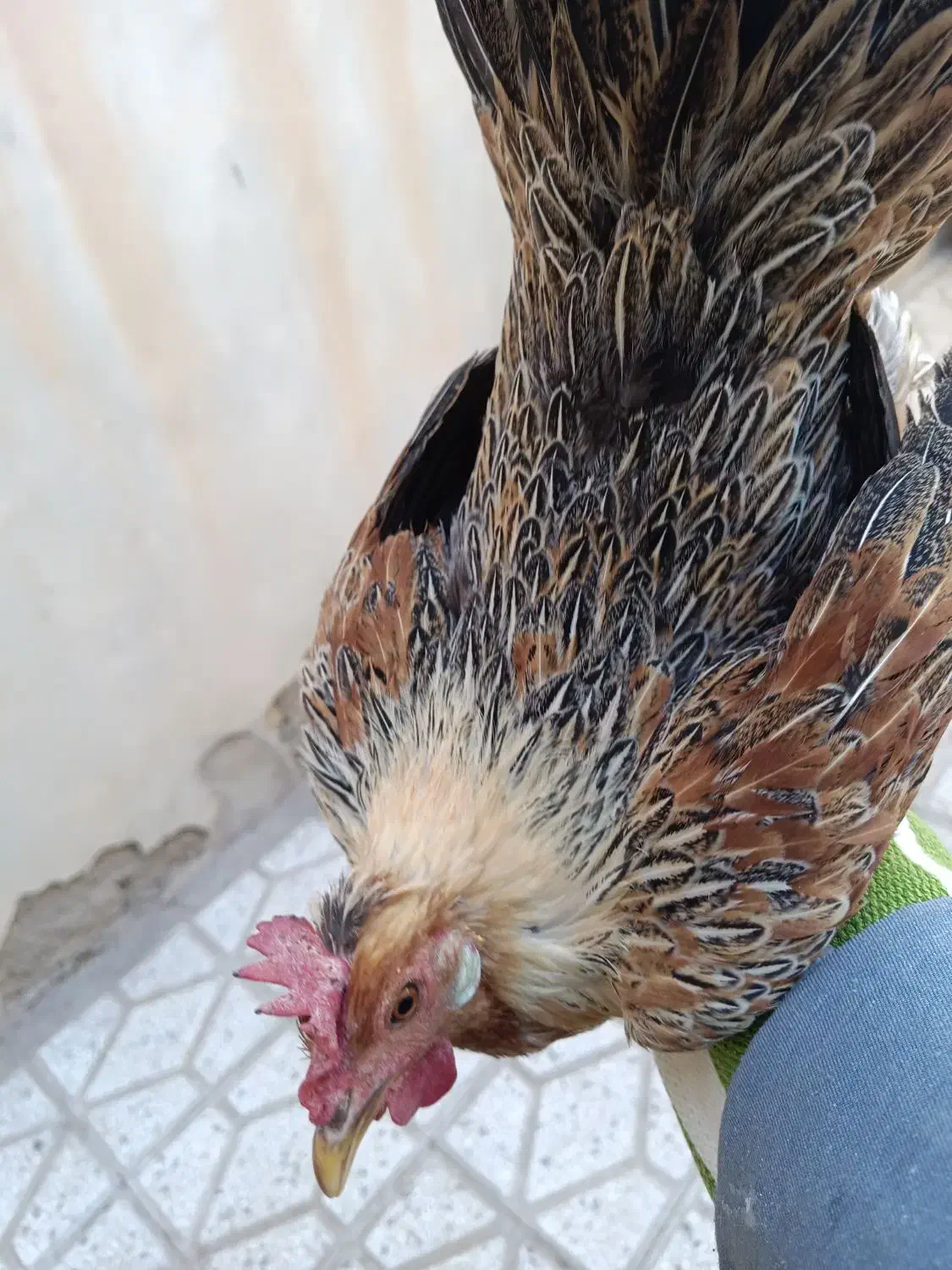 مرغ لری عطیه|حیوانات مزرعه|تهران, جوادیه|دیوار