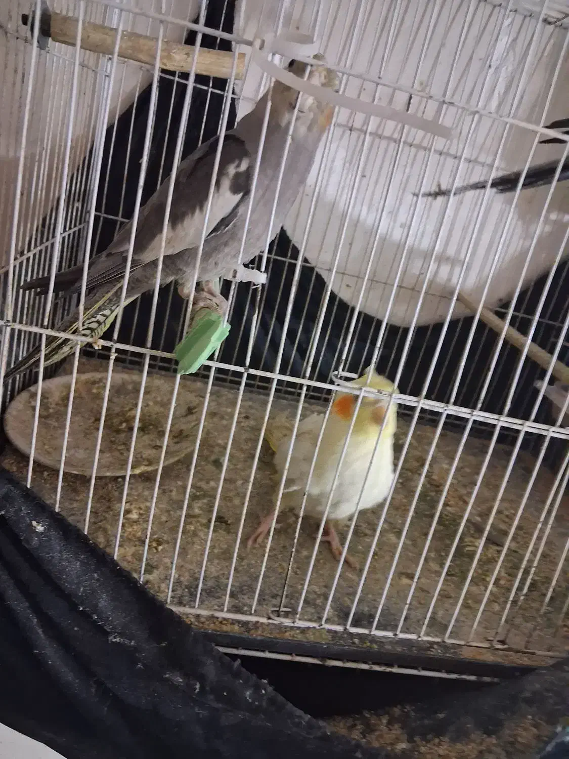 عروس هلندی|پرنده|فاروج, |دیوار