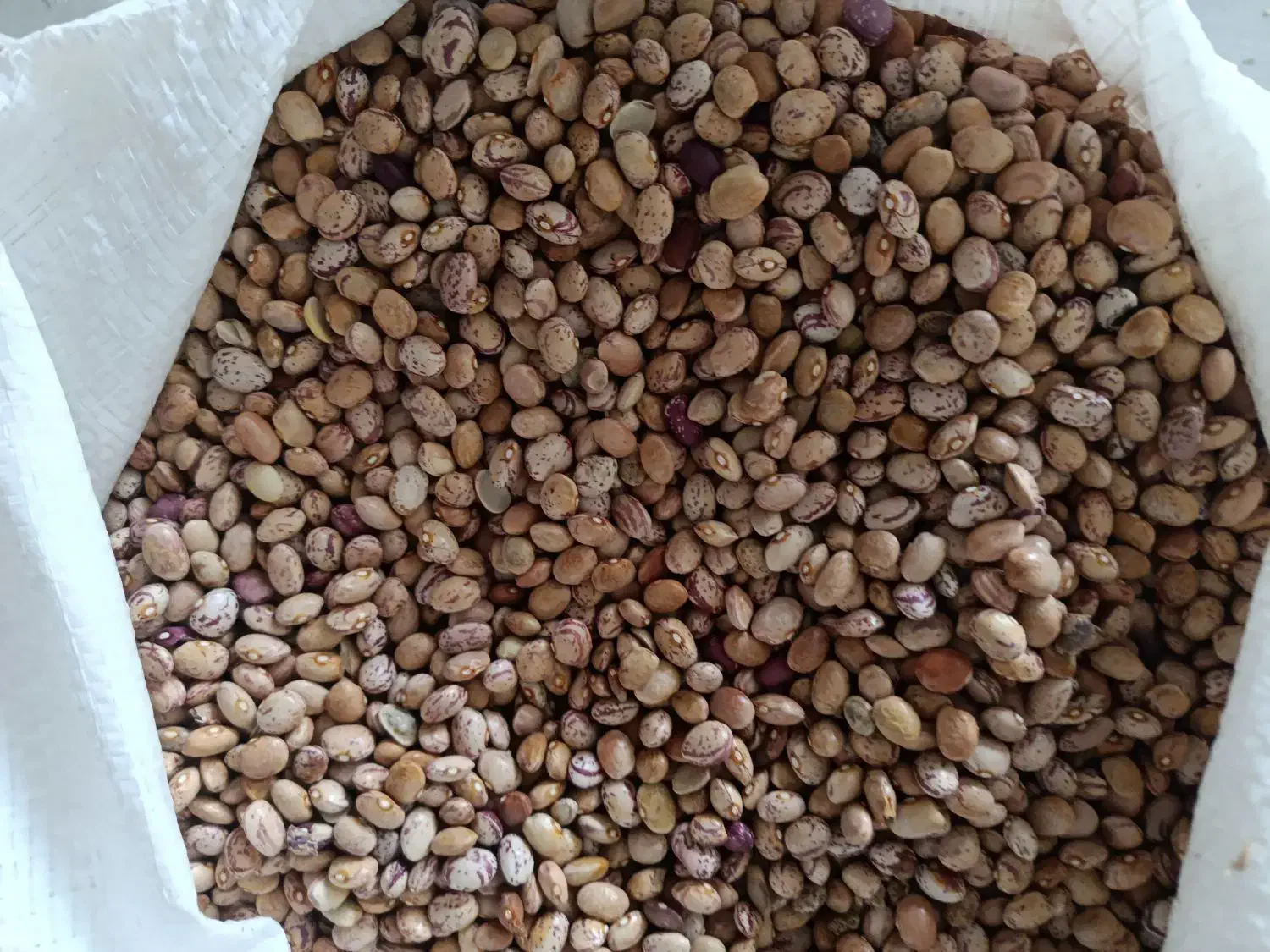 لوبیاچیتی|خوردنی و آشامیدنی|یاسوج, |دیوار
