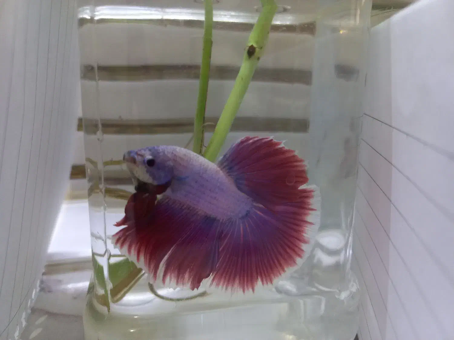 ماهی فایتر|ماهی|تهران, ولنجک|دیوار