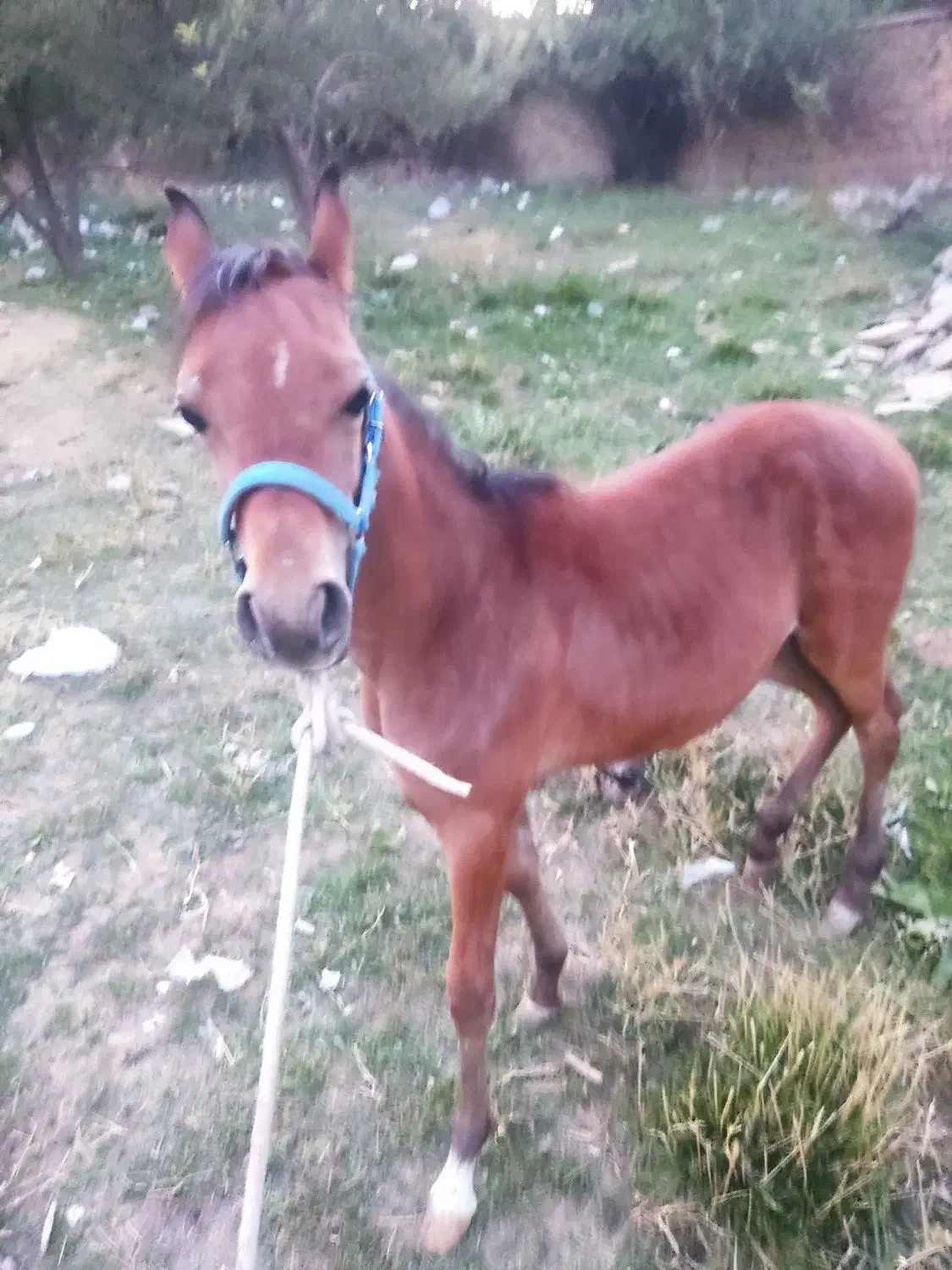 فروش کره ماده دوسر عرب پنج ماه|اسب و تجهیزات اسبسواری|سپیدان, |دیوار