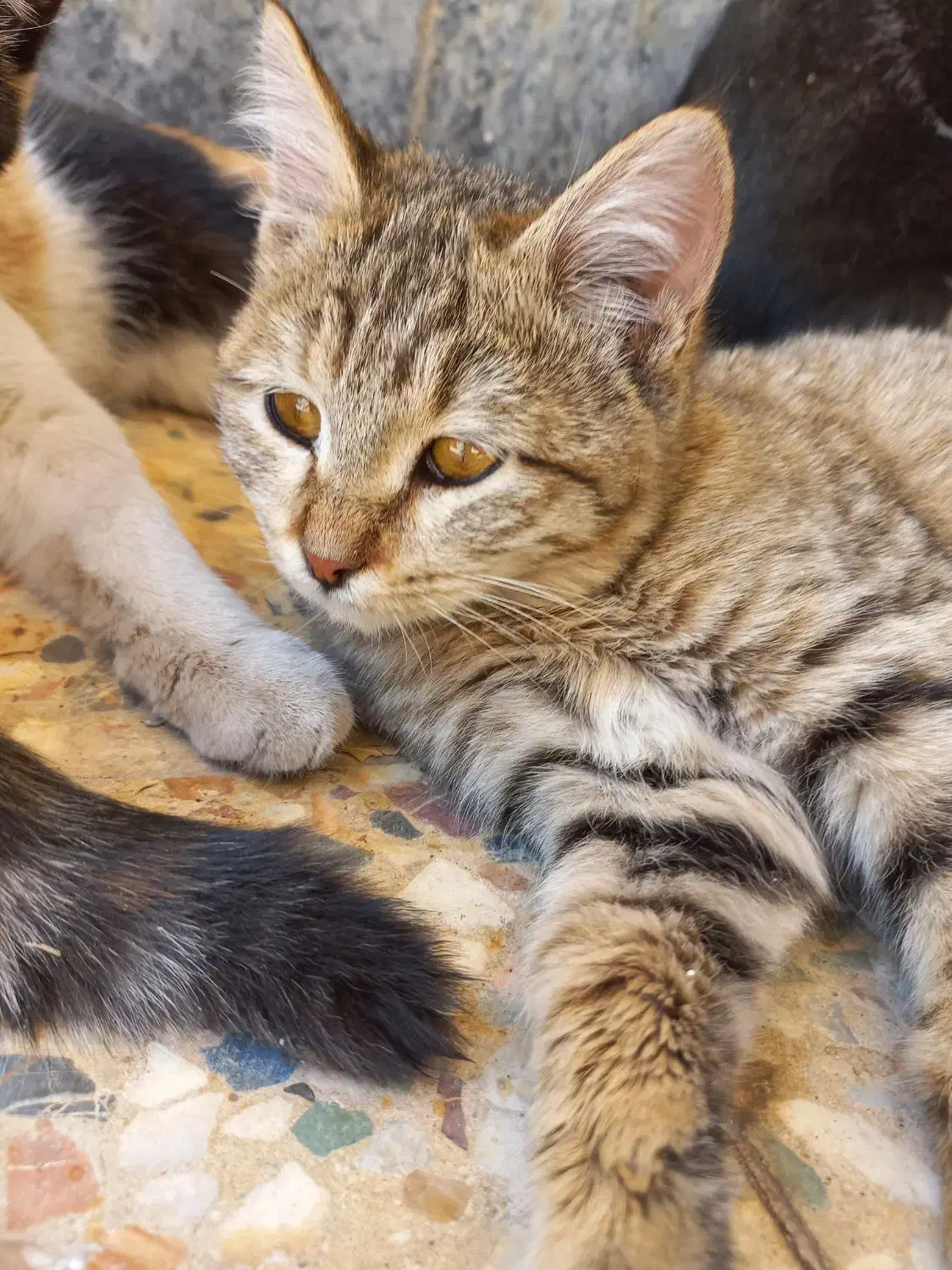 بچه گربه خانگی|گربه|لنجان, |دیوار