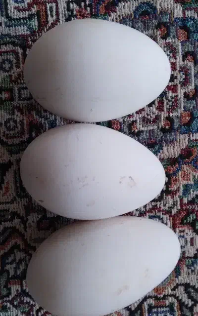 تخم غاز|حیوانات مزرعه|کوهدشت, |دیوار