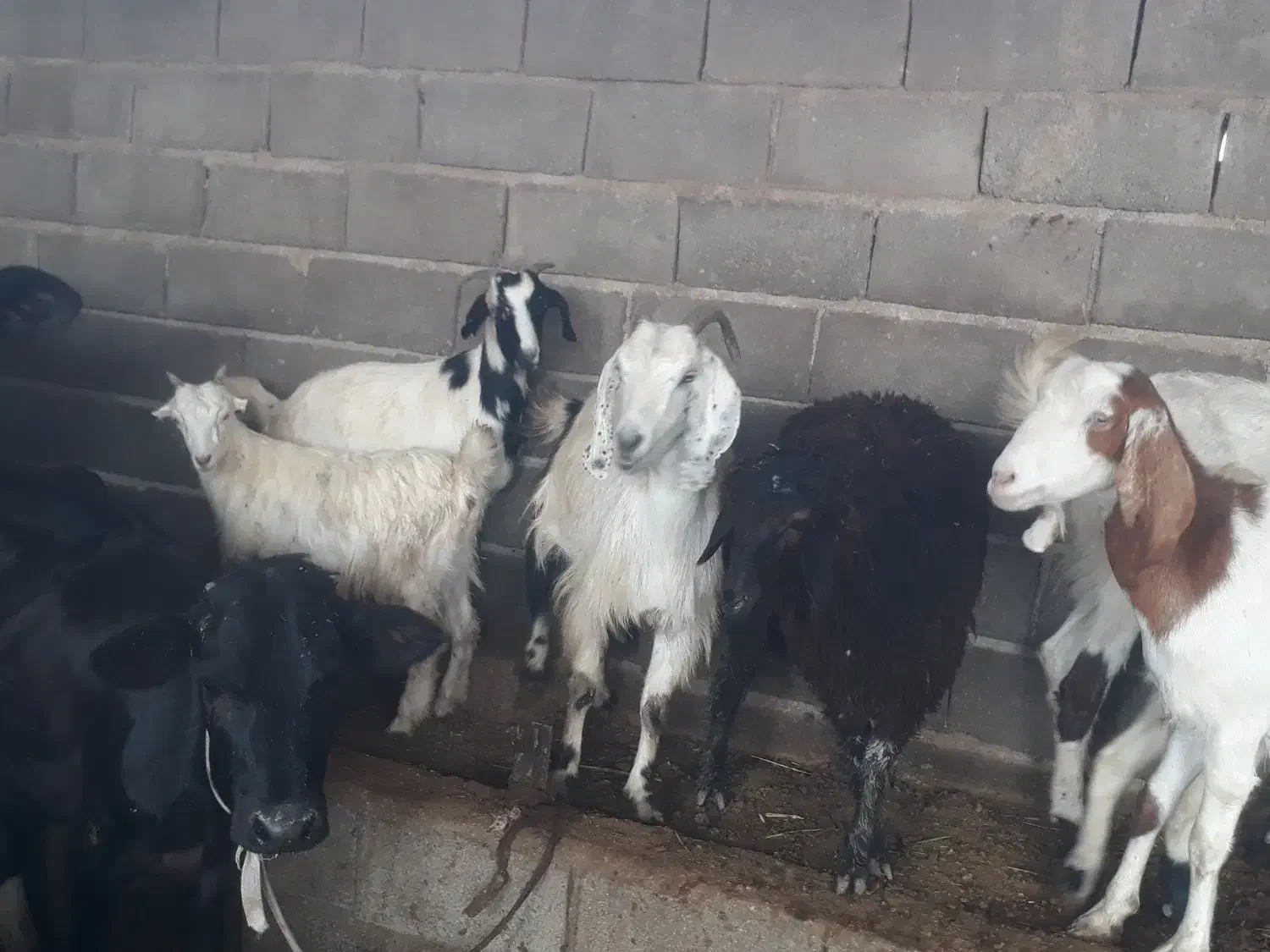 گله بز نجدی افغانی ومحلی ۴۰ راس نزدیکزا همه روهم|حیوانات مزرعه|بندر ماهشهر, |دیوار
