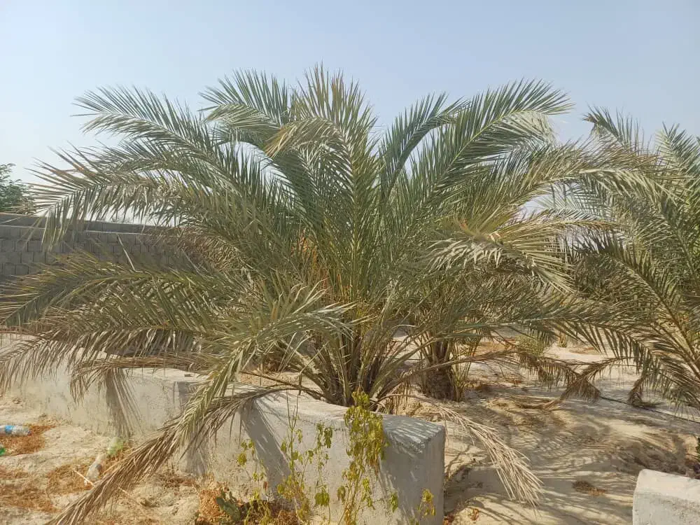 فروش باغچه ۸۰۰ متری بنه گز اهرم تنگستان|فروش خانه و ویلا|اهرم, |دیوار