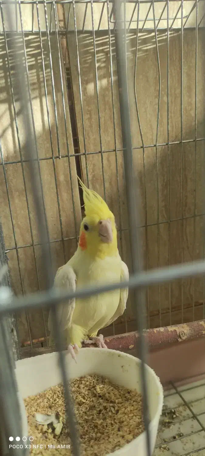 عروس هلندی نر بالغ|پرنده|لردگان, |دیوار