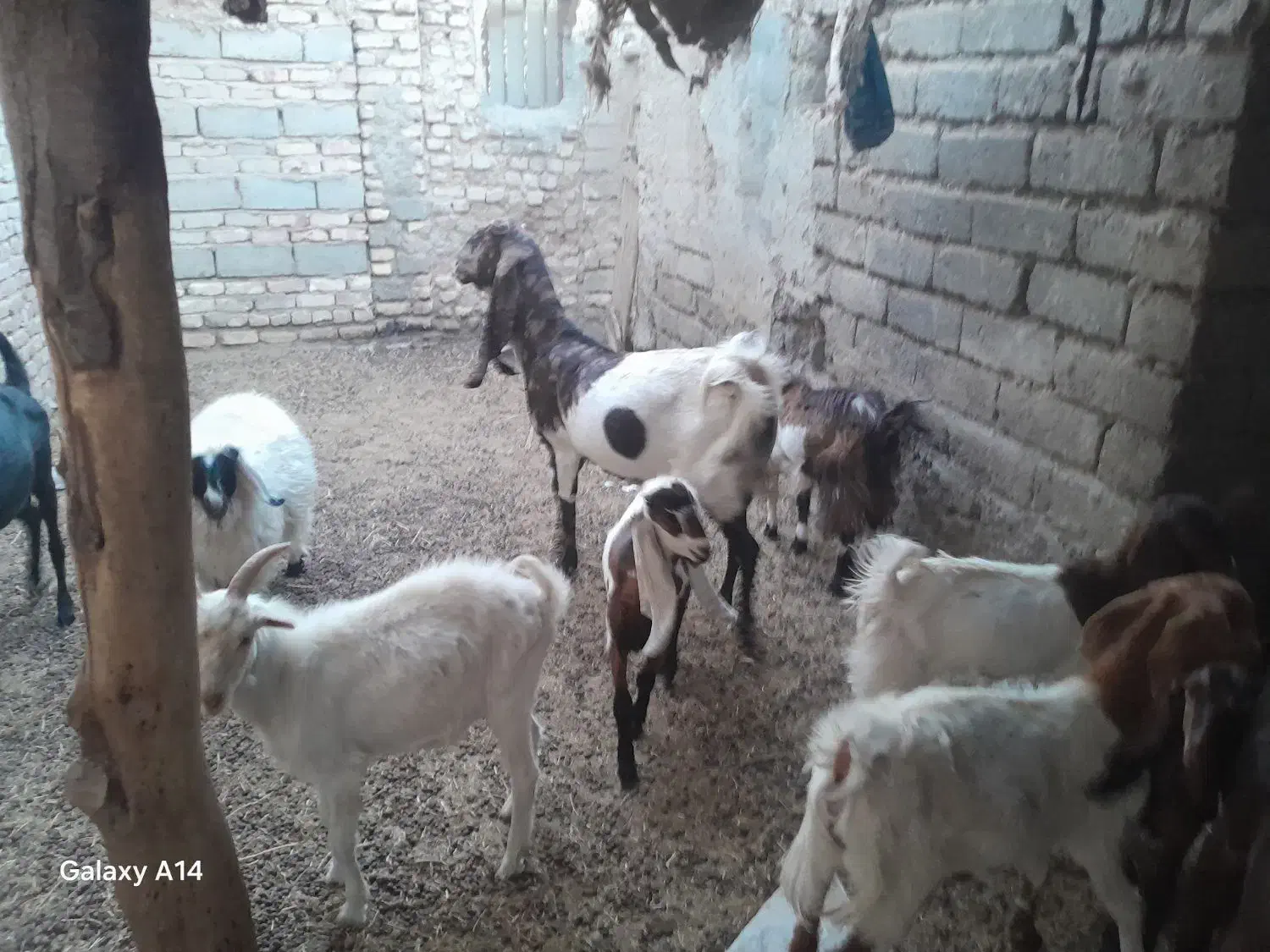 س چندعدد بز فروشی|حیوانات مزرعه|زابل, |دیوار