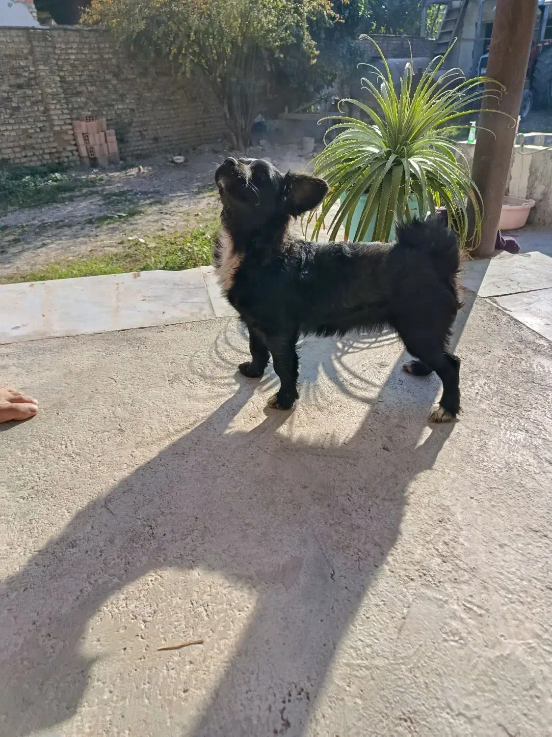 سگ دورگه باهوش|سگ|گرگان, |دیوار