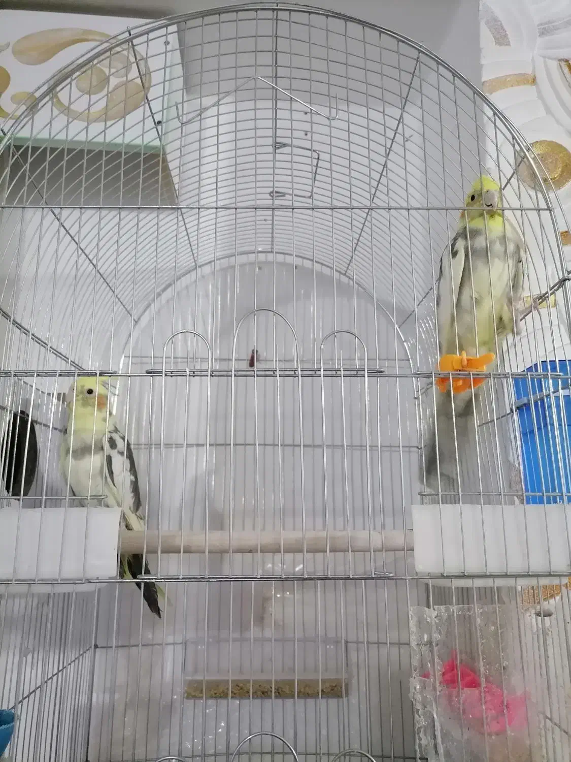 یک جفت عروس هلندی7ماهه|پرنده|یاسوج, |دیوار