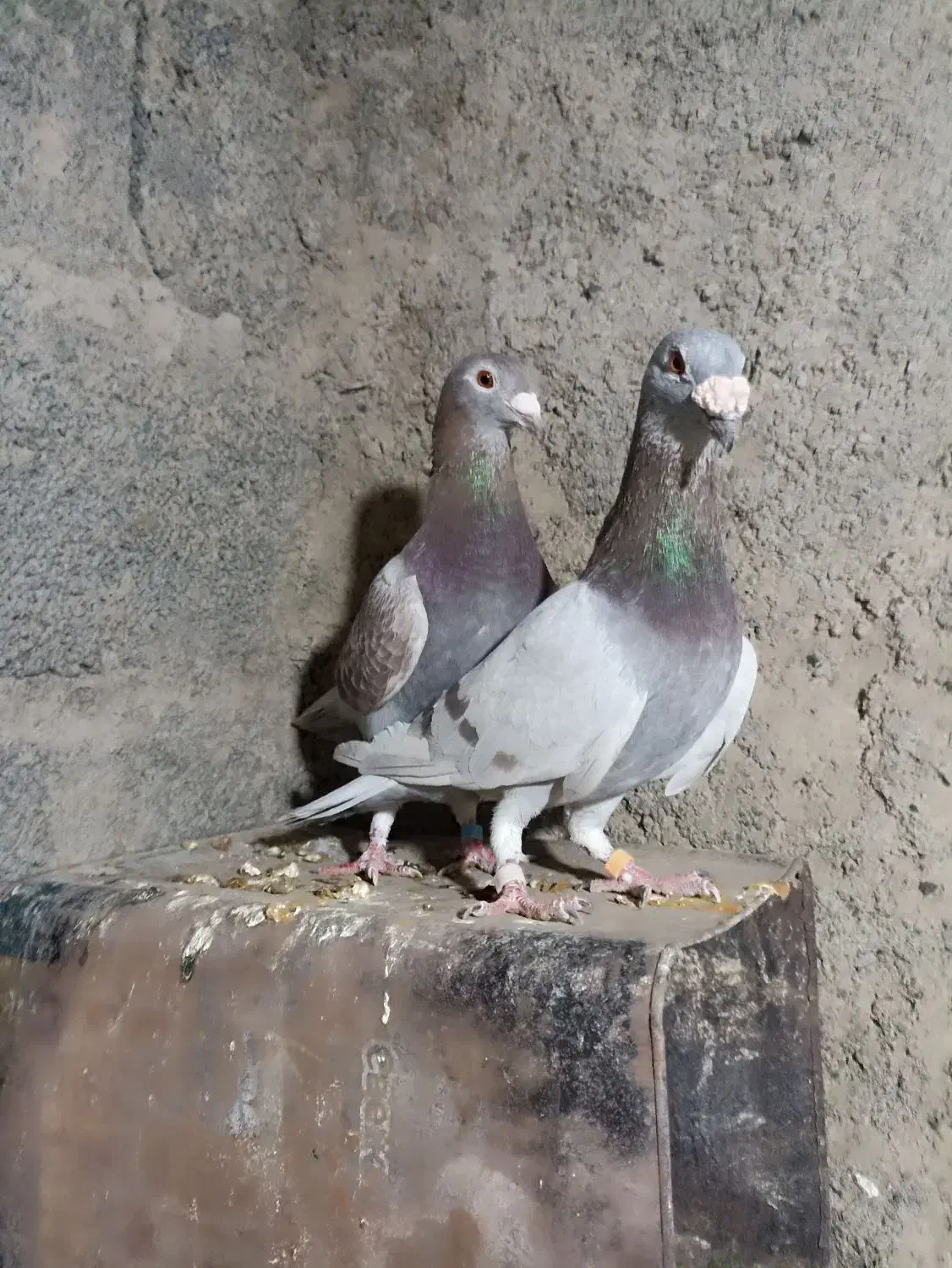 کفتر اوغون|پرنده|ملک‌آباد, |دیوار