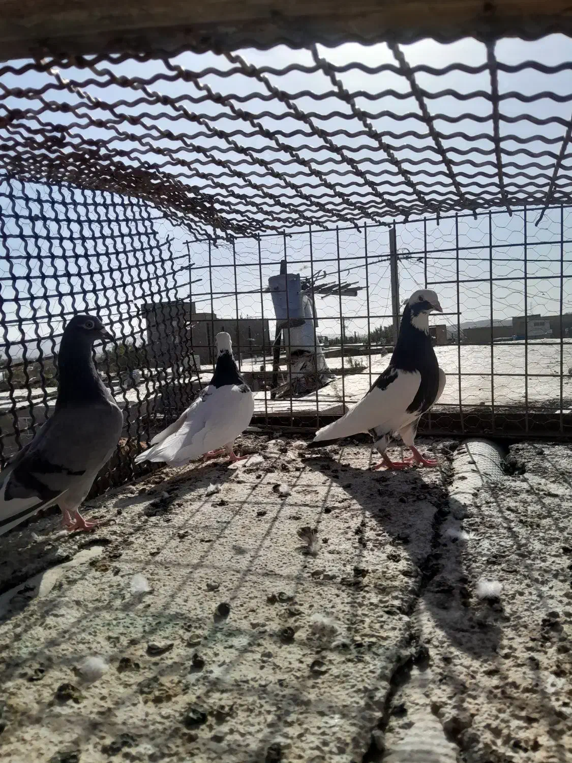 اسباب بازی|اسباببازی بچه|تربتحیدریه, مسجد جامع|دیوار