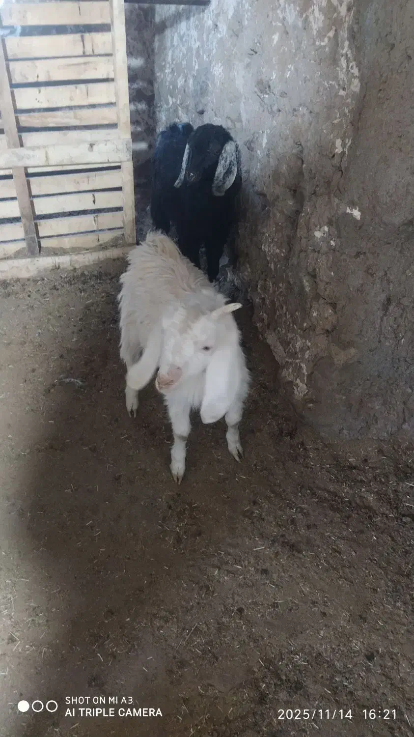 بزغاله ماده|حیوانات مزرعه|بیرجند, |دیوار