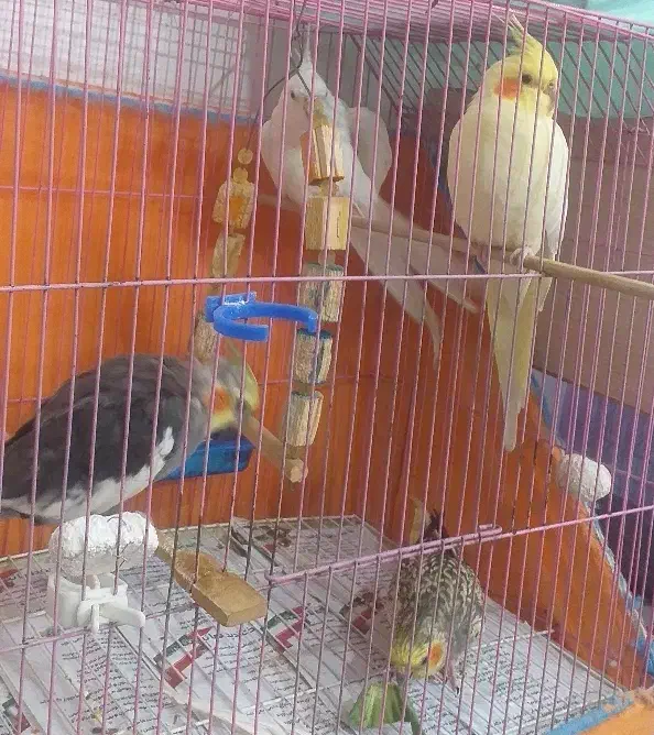 عروس هلندی ۴ تا|پرنده|هشتگرد, شهرک راه آهن|دیوار