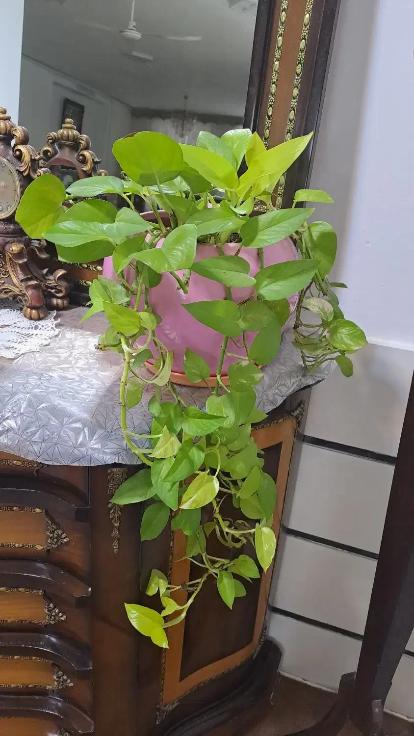 گل طبیعی|گل و گیاه طبیعی|گناباد, |دیوار