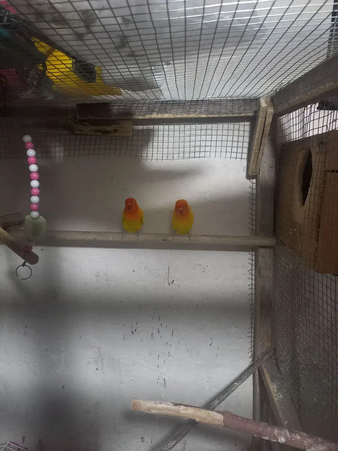 طوطی برزیلی|پرنده|قشلاق دشت, |دیوار