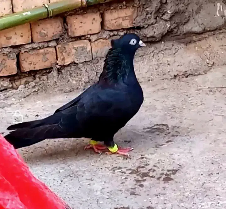 کبوتر|پرنده|مسجد سلیمان, |دیوار