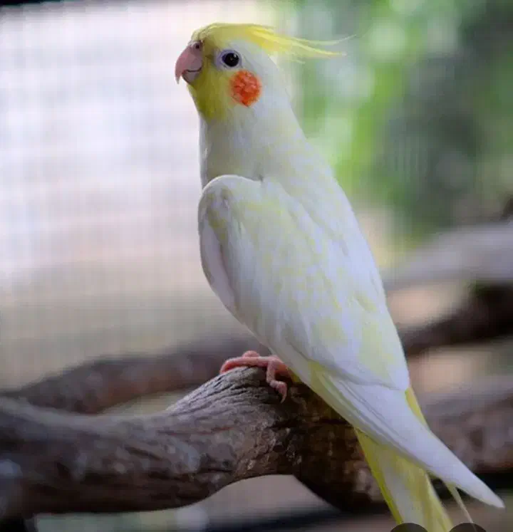 عروس هلندی|پرنده|باوی, |دیوار