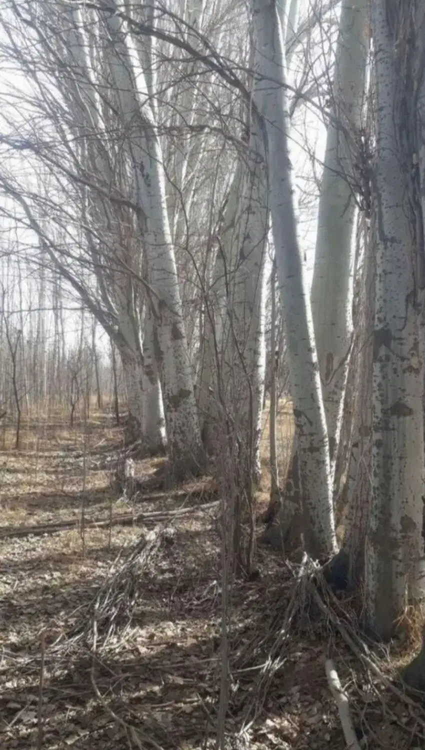 با سلام خرید انواع چوب پالت سه لای گردو و....|خدمات باغبانی و درختکاری|فیرورق, |دیوار