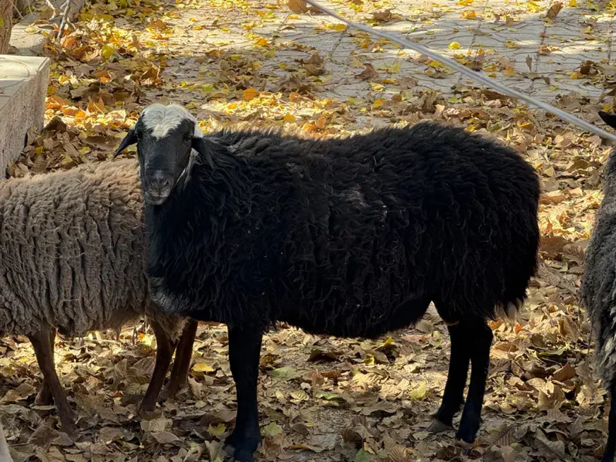 قوچ افشار دم شلال|حیوانات مزرعه|بم, |دیوار