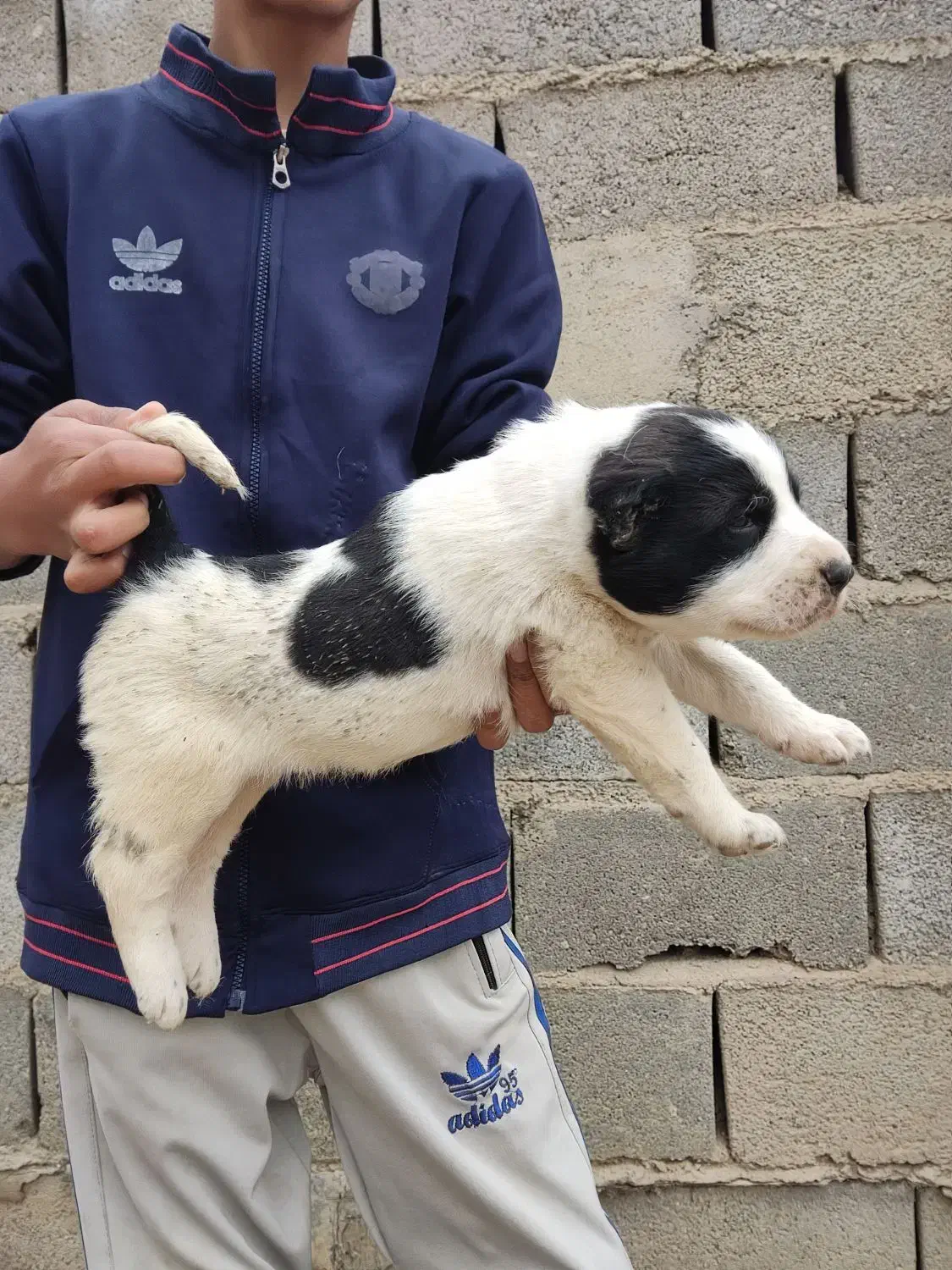 سگ الابای/توله سگ|سگ|رشت, گیل|دیوار