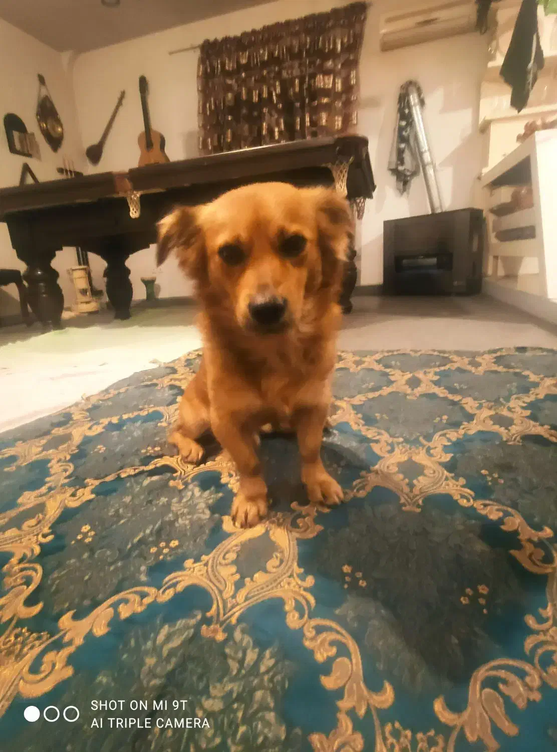 توله سگ اشپیتز فروشی|سگ|بهشهر, |دیوار