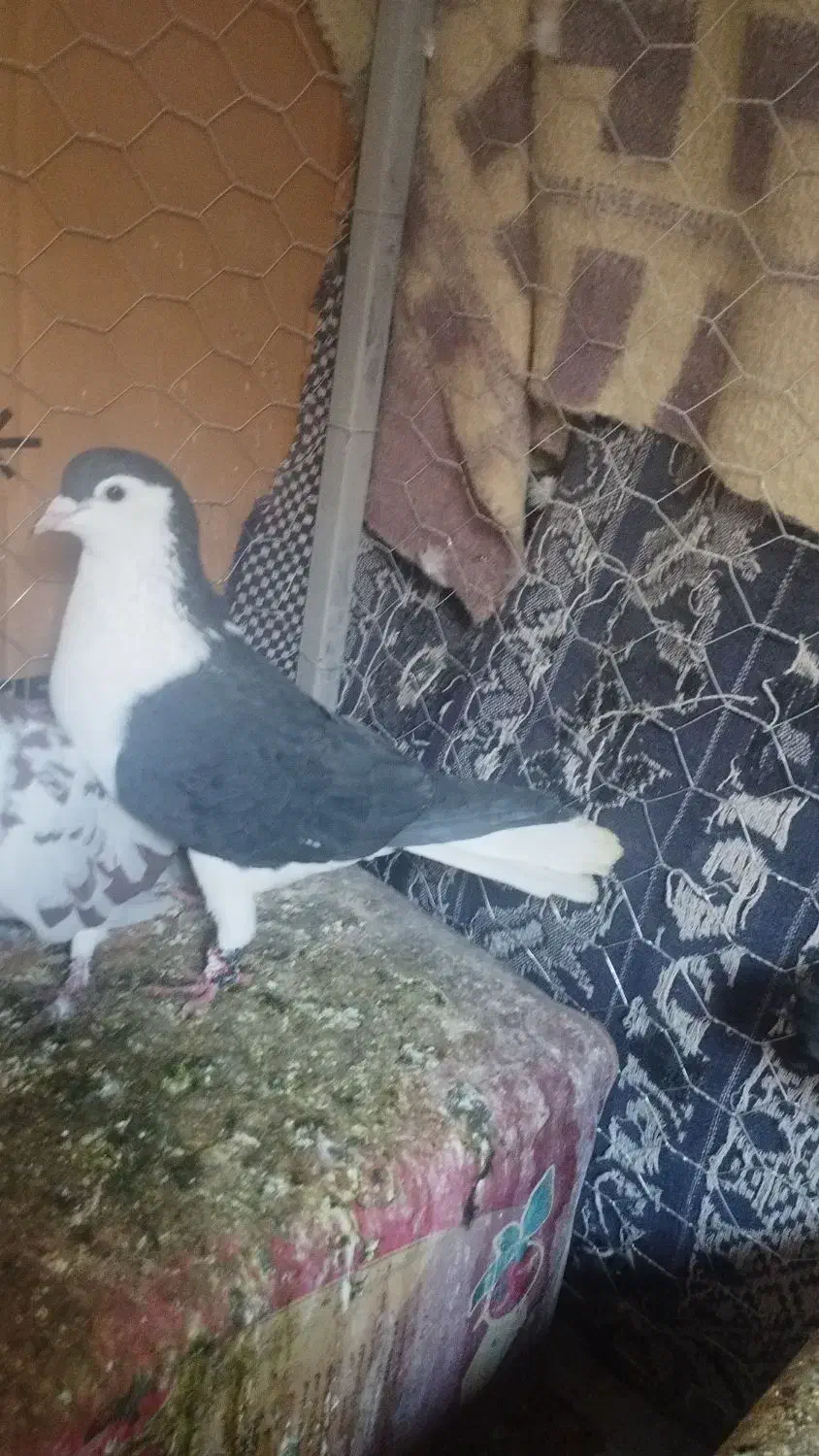 کفتر|پرنده|مه ولات, |دیوار