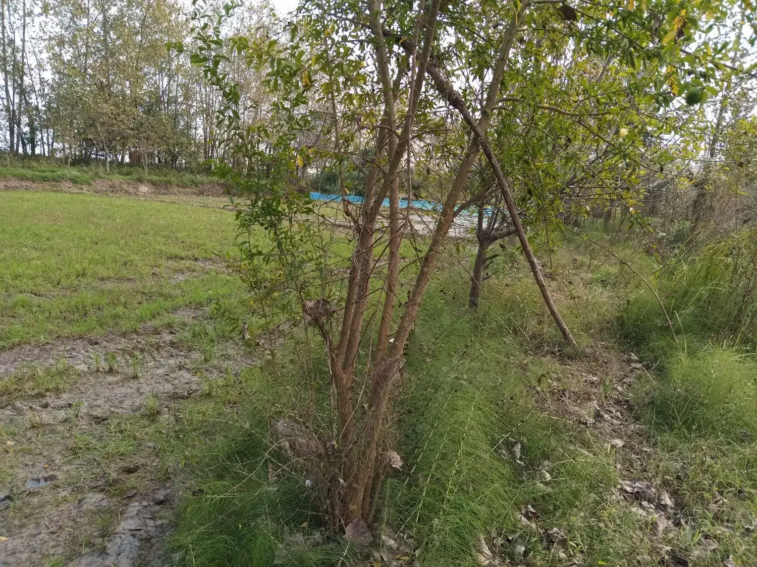 فروش زمین کشاورزی واقع در ارباستان لاهیجان|فروش دفتر صنعتی، کشاورزی، تجاری|لنگرود, |دیوار